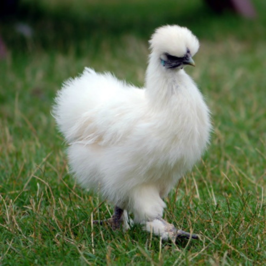 silkie-bantam-chickens_04 silkie-bantam-chickens_04